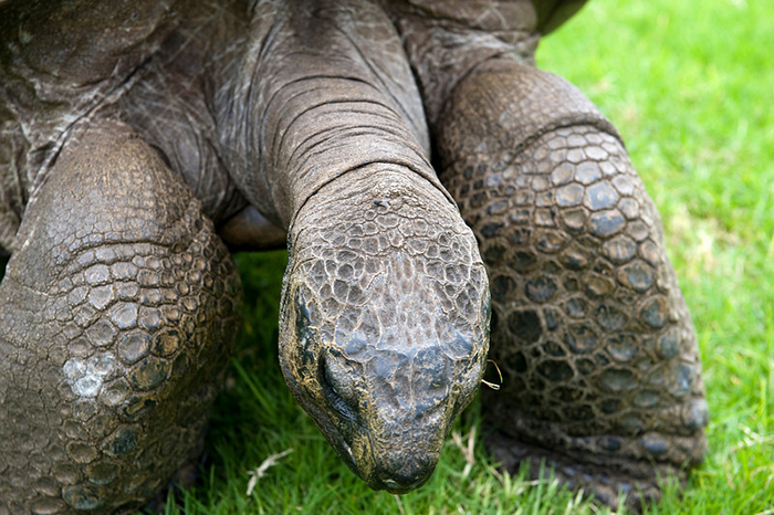 Jonathan, A 189-Year-Old Tortoise, Was Photographed In 1902 And Is Still Alive Today