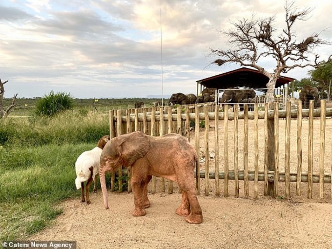 Baby Albino Elephant Who Was Trapped In Snare For Days Is So Happy To Finally Be Safe