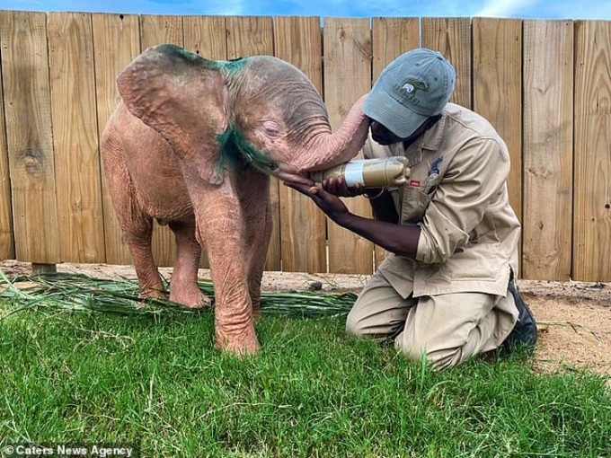 Baby Albino Elephant Who Was Trapped In Snare For Days Is So Happy To Finally Be Safe