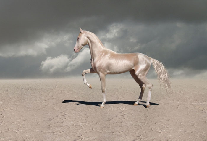 Meet The Rare Creature People Are Calling ‘The Most Beautiful Horse In The World +7 Pics