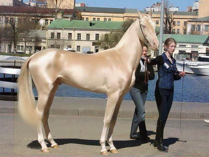 Meet The Rare Creature People Are Calling ‘The Most Beautiful Horse In The World +7 Pics