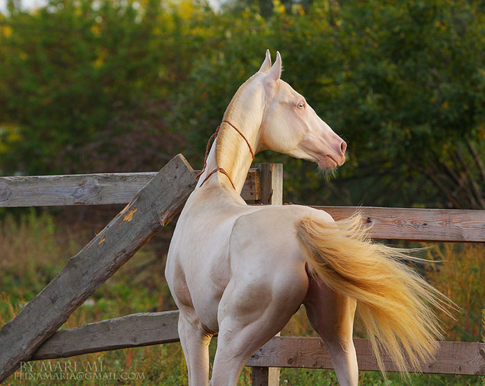 Meet The Rare Creature People Are Calling ‘The Most Beautiful Horse In The World +7 Pics