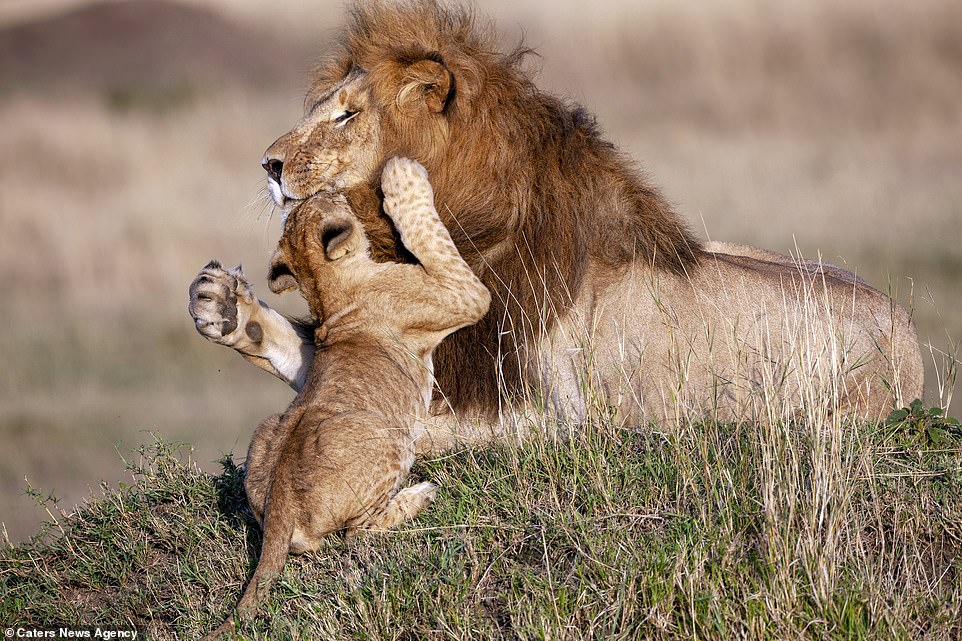 Photographer Captures Lion Dad And Cub In Magical Hug – Real Life Lion King