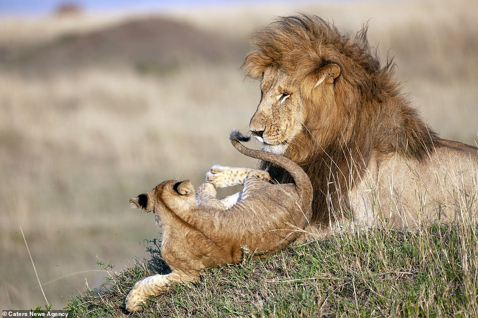 Photographer Captures Lion Dad And Cub In Magical Hug – Real Life Lion King