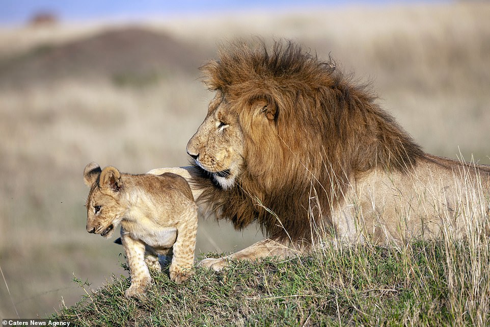 Photographer Captures Lion Dad And Cub In Magical Hug – Real Life Lion King