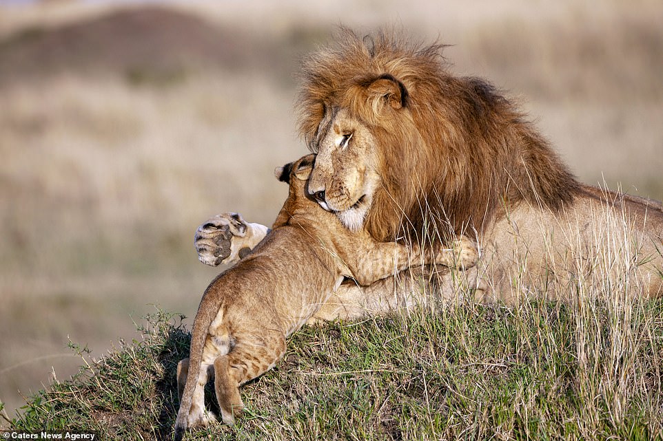 Photographer Captures Lion Dad And Cub In Magical Hug – Real Life Lion King