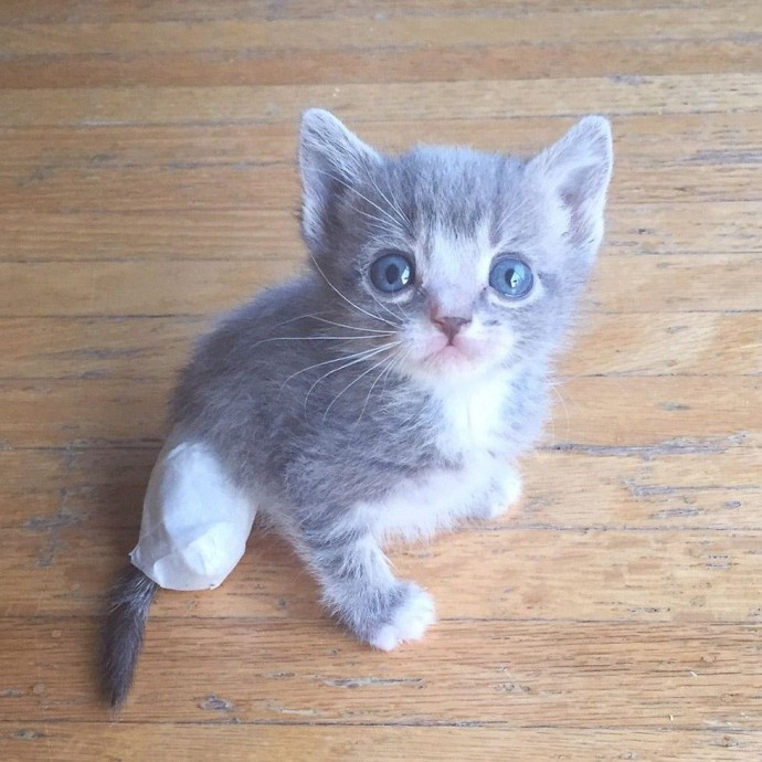 Cat Mom Begs Her Rescuer To Let Her Out So She Can Lead Her To Her Injured Baby