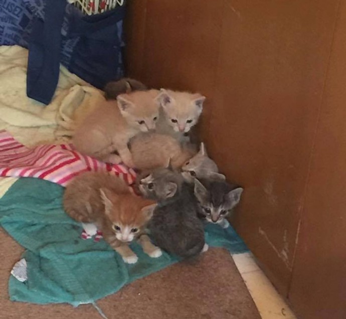 Cat Mom Begs Her Rescuer To Let Her Out So She Can Lead Her To Her Injured Baby