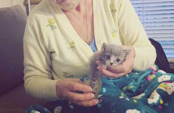 Cat Mom Begs Her Rescuer To Let Her Out So She Can Lead Her To Her Injured Baby