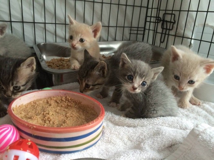 Cat Mom Begs Her Rescuer To Let Her Out So She Can Lead Her To Her Injured Baby