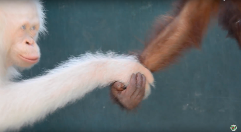 Worlds Only Living Albino Orangutan Gets Her Very Own Island To Live In Peace