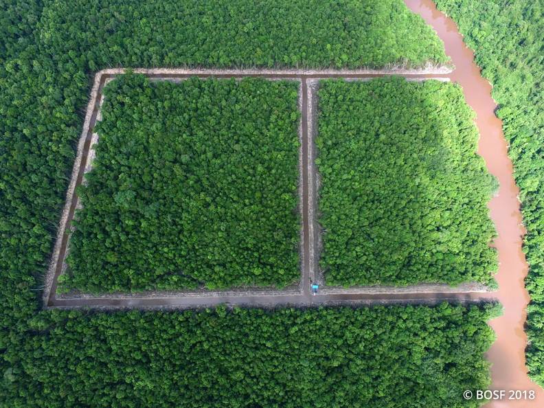 Worlds Only Living Albino Orangutan Gets Her Very Own Island To Live In Peace