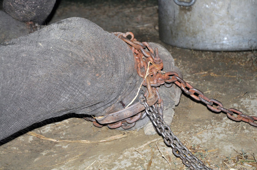 Elephant Raju Cries After Being Rescued From 50 Years Of Suffering In Chains