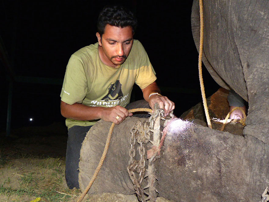 Elephant Raju Cries After Being Rescued From 50 Years Of Suffering In Chains