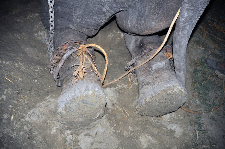 Elephant Raju Cries After Being Rescued From 50 Years Of Suffering In Chains