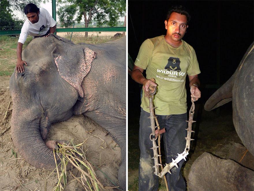 Elephant Raju Cries After Being Rescued From 50 Years Of Suffering In Chains