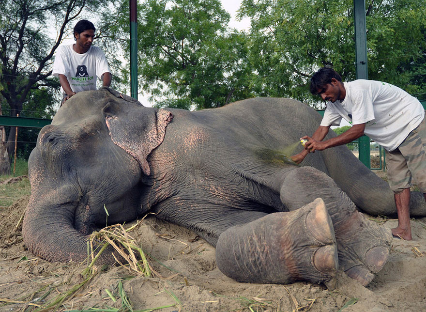 Elephant Raju Cries After Being Rescued From 50 Years Of Suffering In Chains