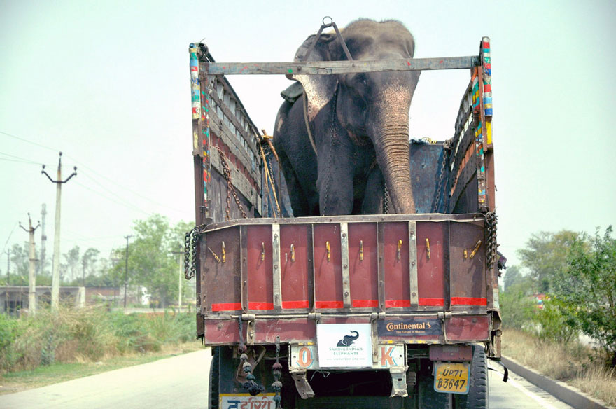 Elephant Raju Cries After Being Rescued From 50 Years Of Suffering In Chains