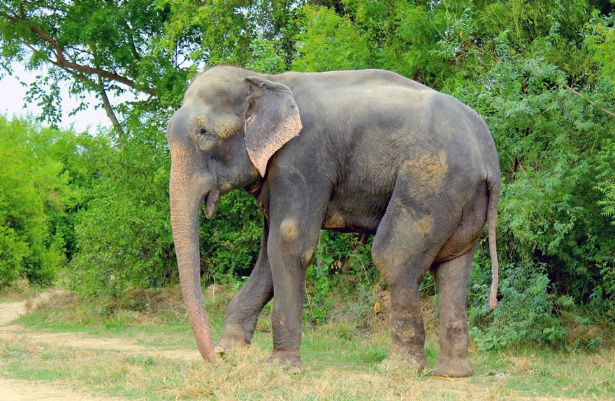 Elephant Raju Cries After Being Rescued From 50 Years Of Suffering In Chains