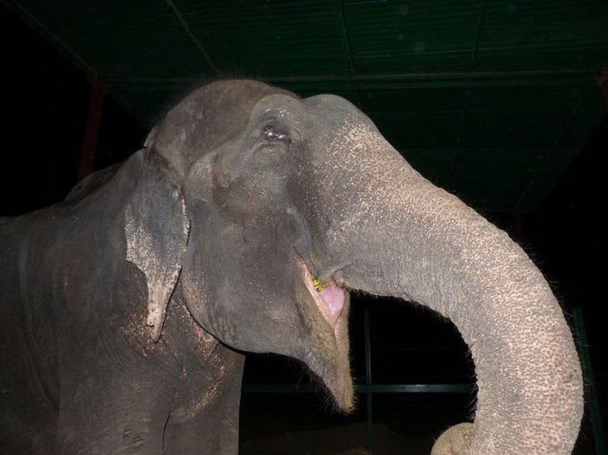 Elephant Raju Cries After Being Rescued From 50 Years Of Suffering In Chains