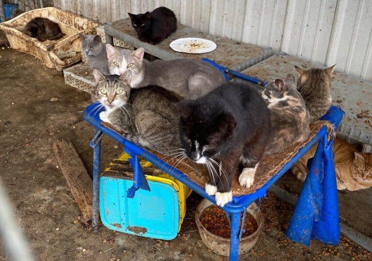 They Rescued 182 Cats Living in Horrible Conditions in a Residence - News So Hot