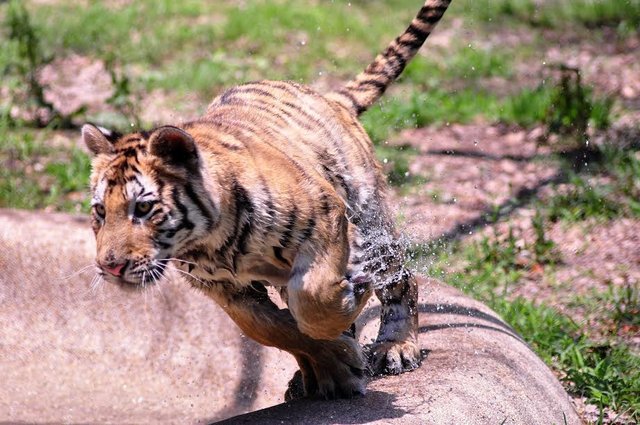 Neglected tiger cub gets rescued from circus, makes an incredible recovery