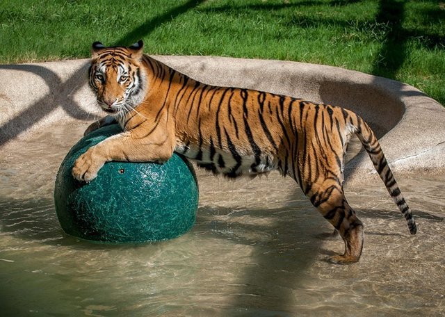 Neglected tiger cub gets rescued from circus, makes an incredible recovery