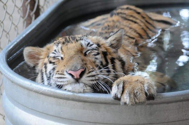 Neglected tiger cub gets rescued from circus, makes an incredible recovery