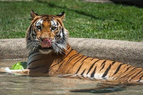 Neglected tiger cub gets rescued from circus, makes an incredible recovery