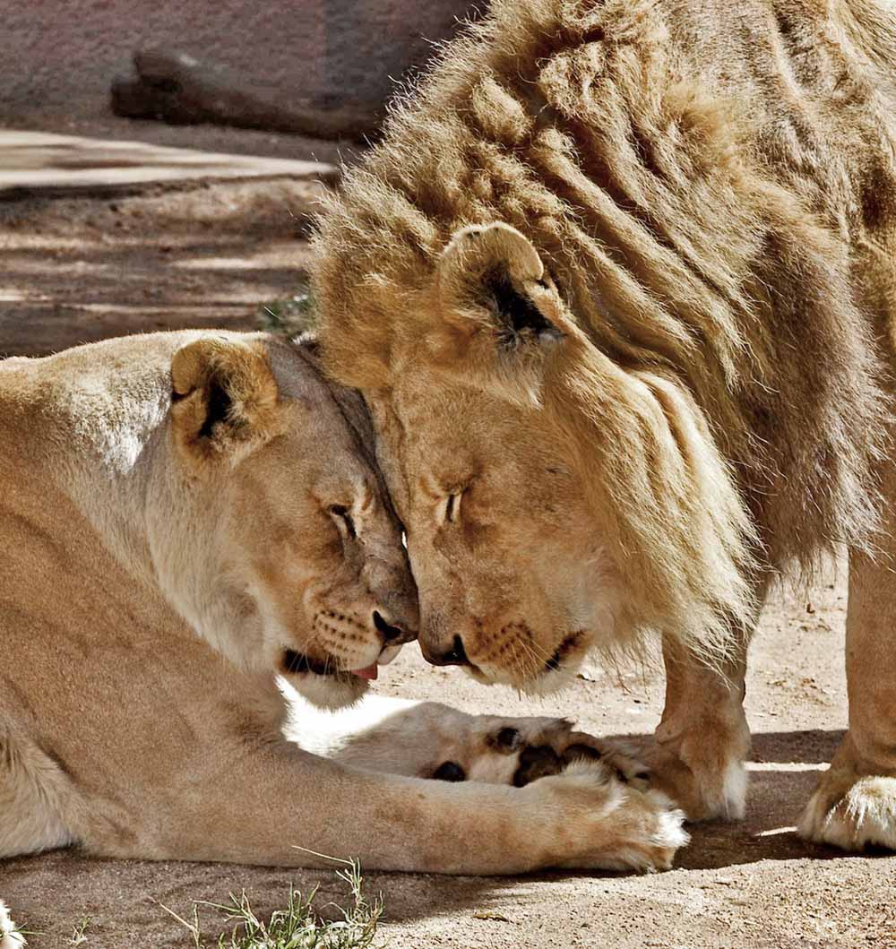 Sick Lion Couple Was Put Down Together So Neither Of Them Would Be Alone