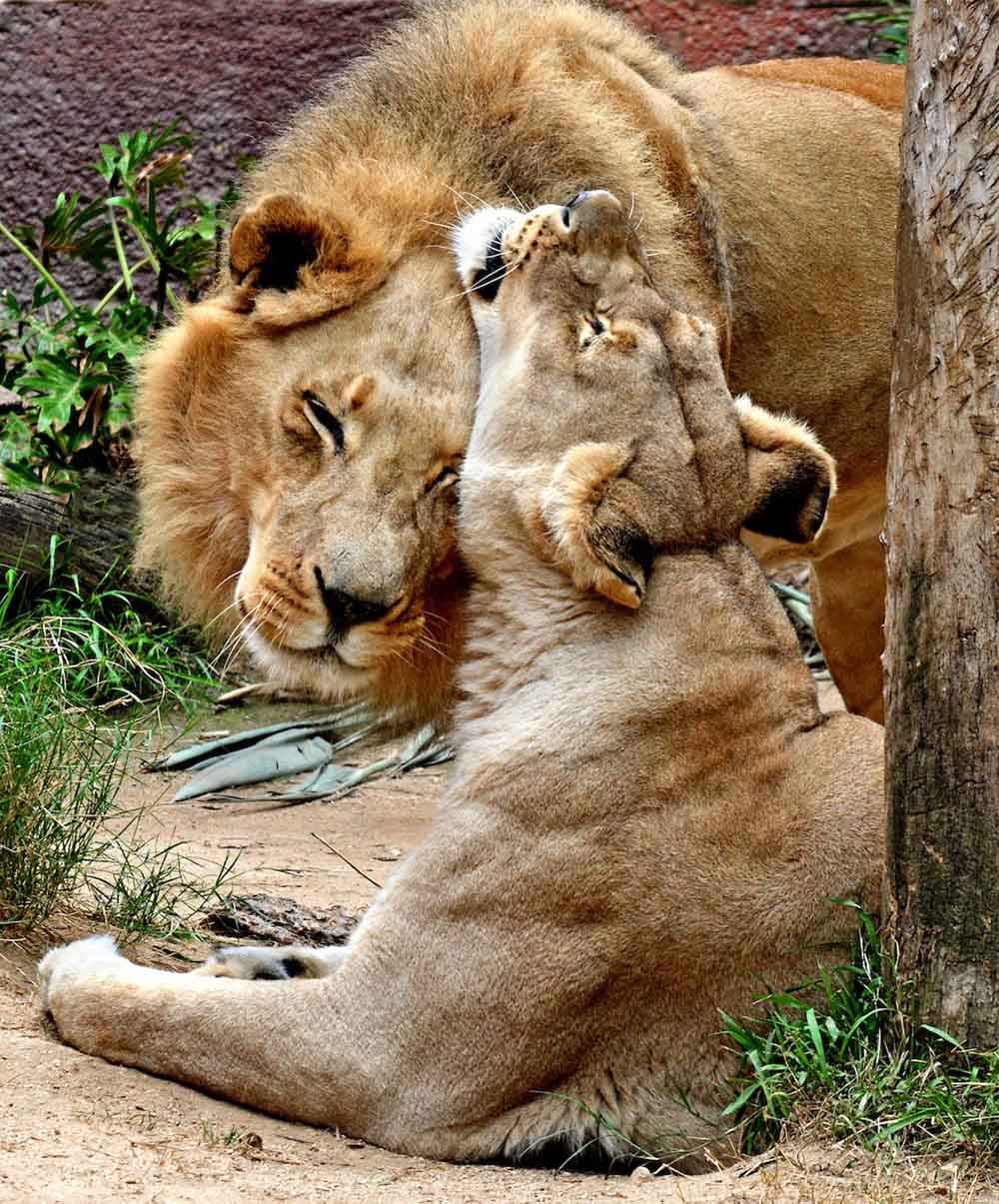 Sick Lion Couple Was Put Down Together So Neither Of Them Would Be Alone