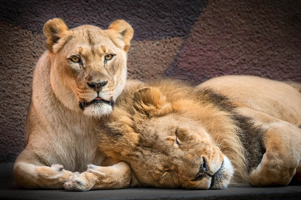 Sick Lion Couple Was Put Down Together So Neither Of Them Would Be Alone