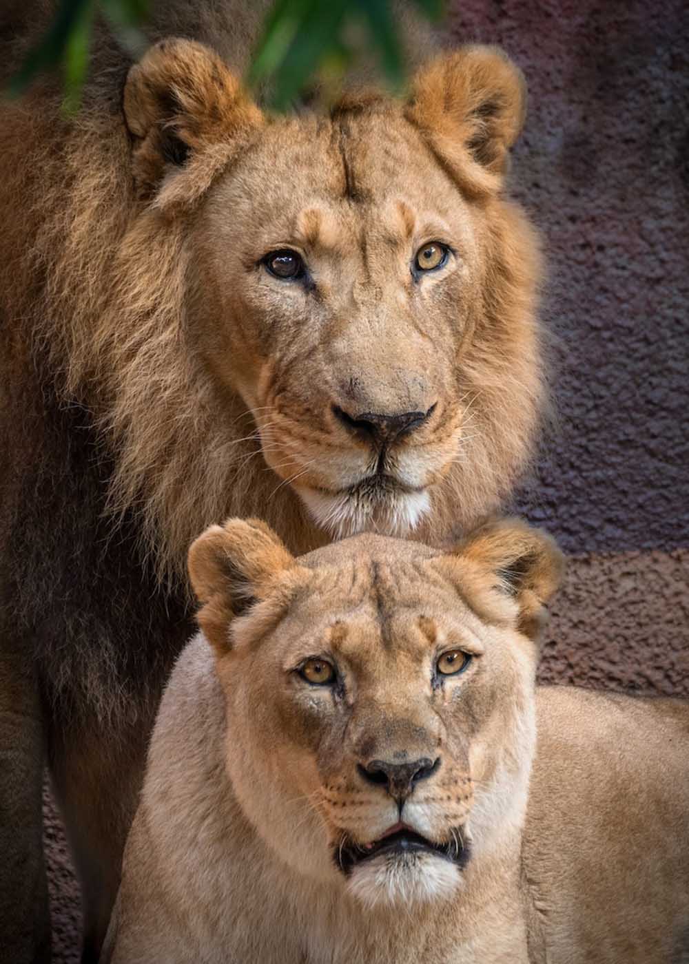 Sick Lion Couple Was Put Down Together So Neither Of Them Would Be Alone