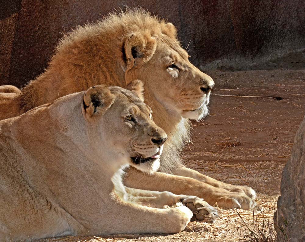 Sick Lion Couple Was Put Down Together So Neither Of Them Would Be Alone