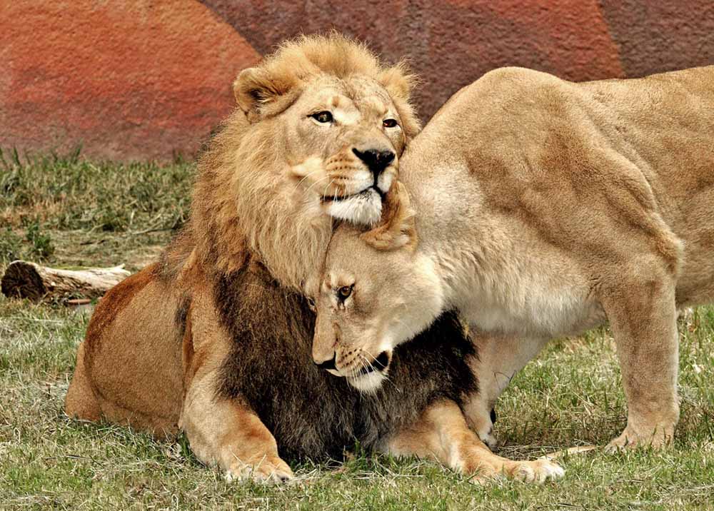 Sick Lion Couple Was Put Down Together So Neither Of Them Would Be Alone