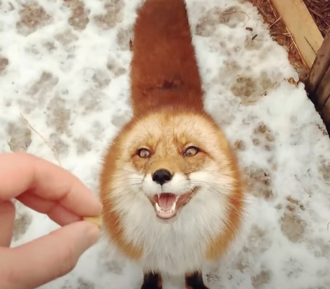 Man Saves A Wild Dying Fox Later They Became Best Friends