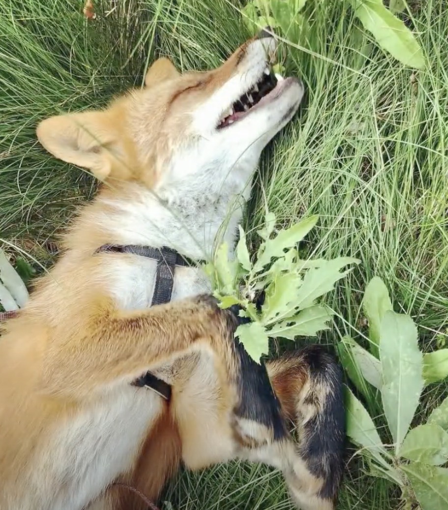 Man Saves A Wild Dying Fox Later They Became Best Friends