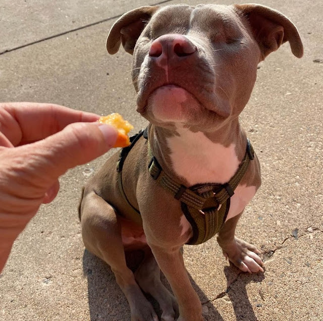 This Lonely Cat’s Life Is Changed By A Pitbull Puppy Without Eyes