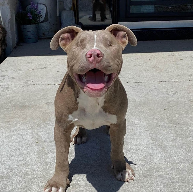 This Lonely Cat’s Life Is Changed By A Pitbull Puppy Without Eyes