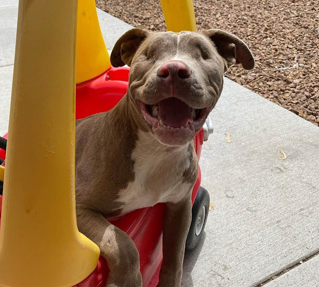 This Lonely Cat’s Life Is Changed By A Pitbull Puppy Without Eyes