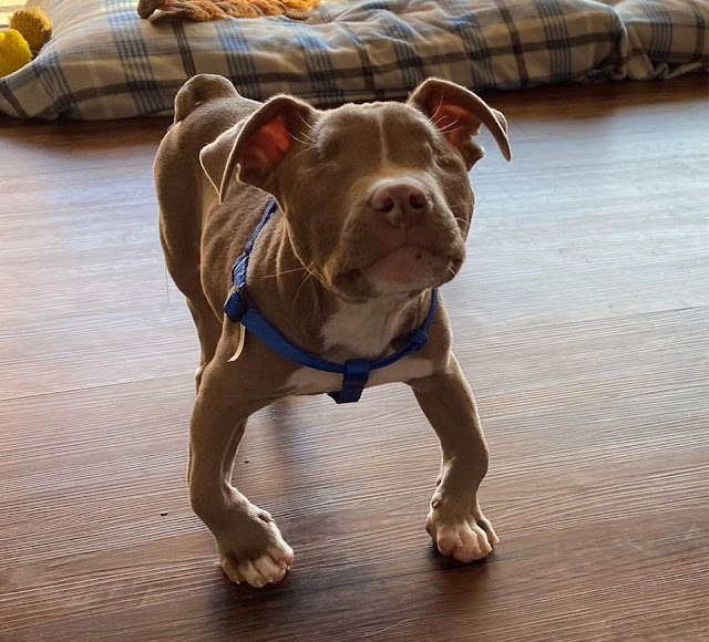 This Lonely Cat’s Life Is Changed By A Pitbull Puppy Without Eyes