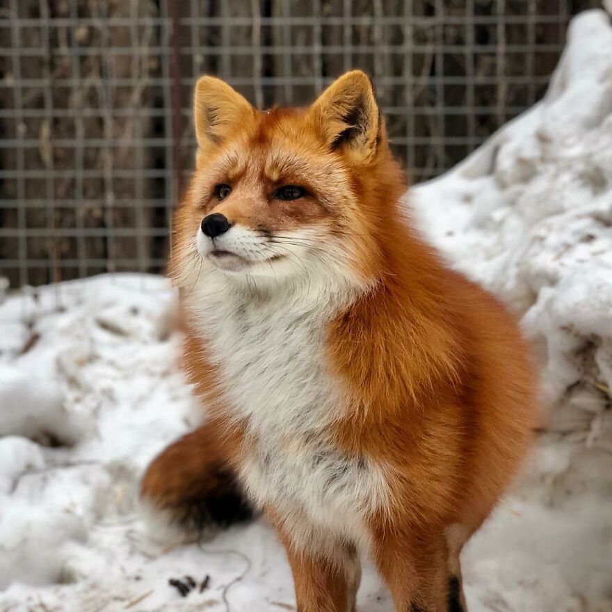 Man Saves Fox From Fur Farm And It Becomes His Most Loyal Friend