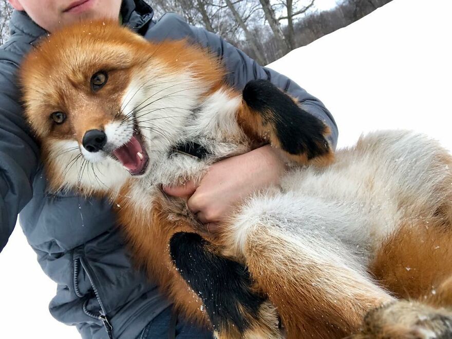 Man Saves Fox From Fur Farm And It Becomes His Most Loyal Friend