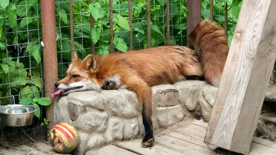 Man Saves Fox From Fur Farm And It Becomes His Most Loyal Friend