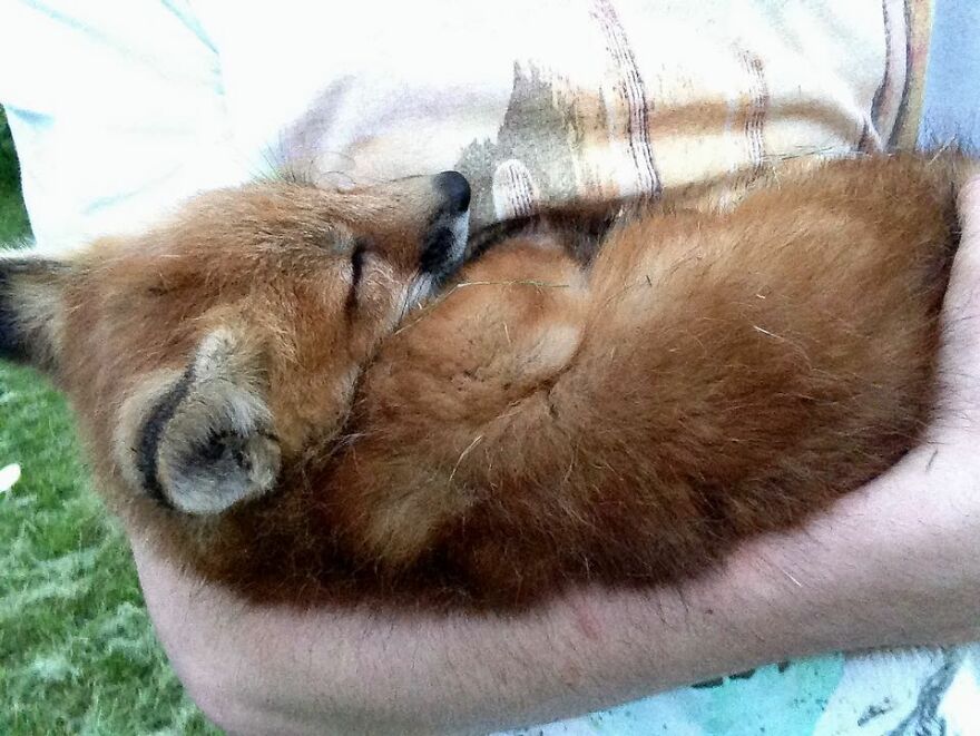 Man Saves Fox From Fur Farm And It Becomes His Most Loyal Friend