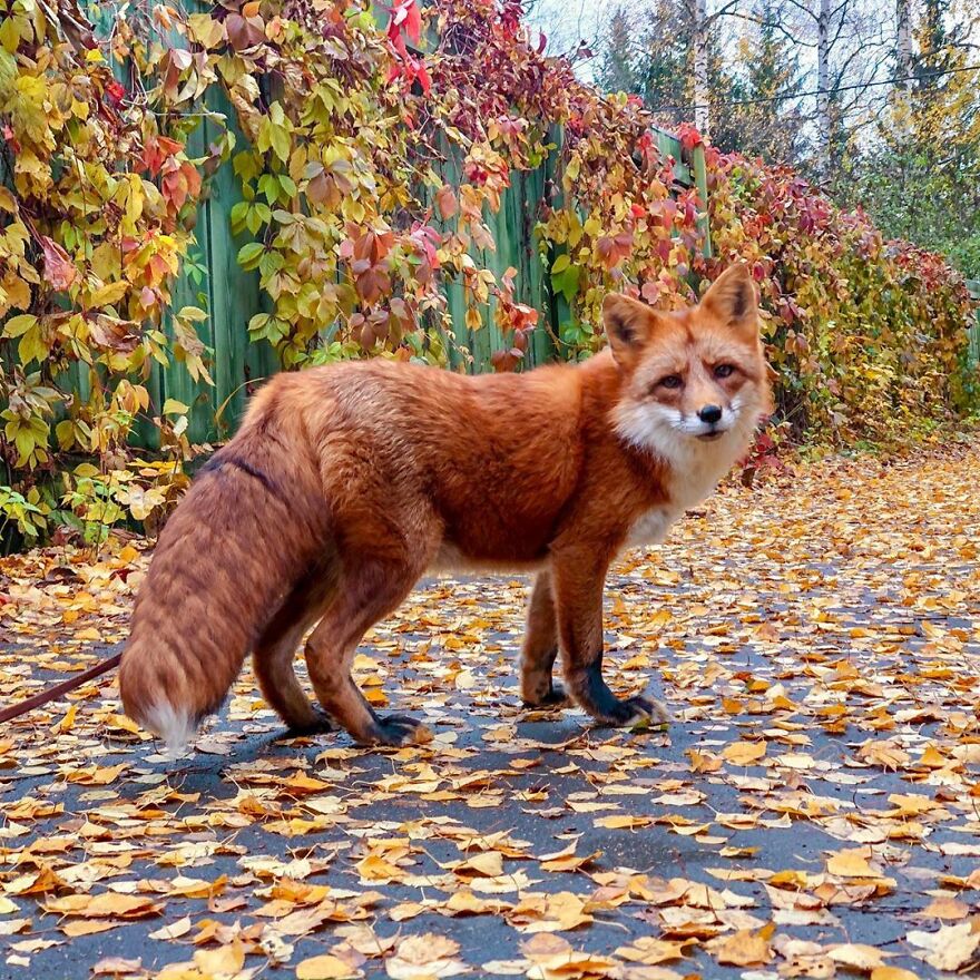 Man Saves Fox From Fur Farm And It Becomes His Most Loyal Friend