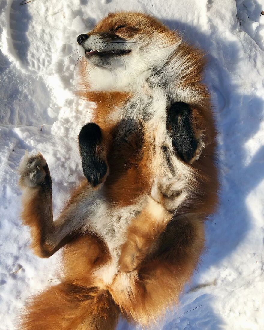 Man Saves Fox From Fur Farm And It Becomes His Most Loyal Friend