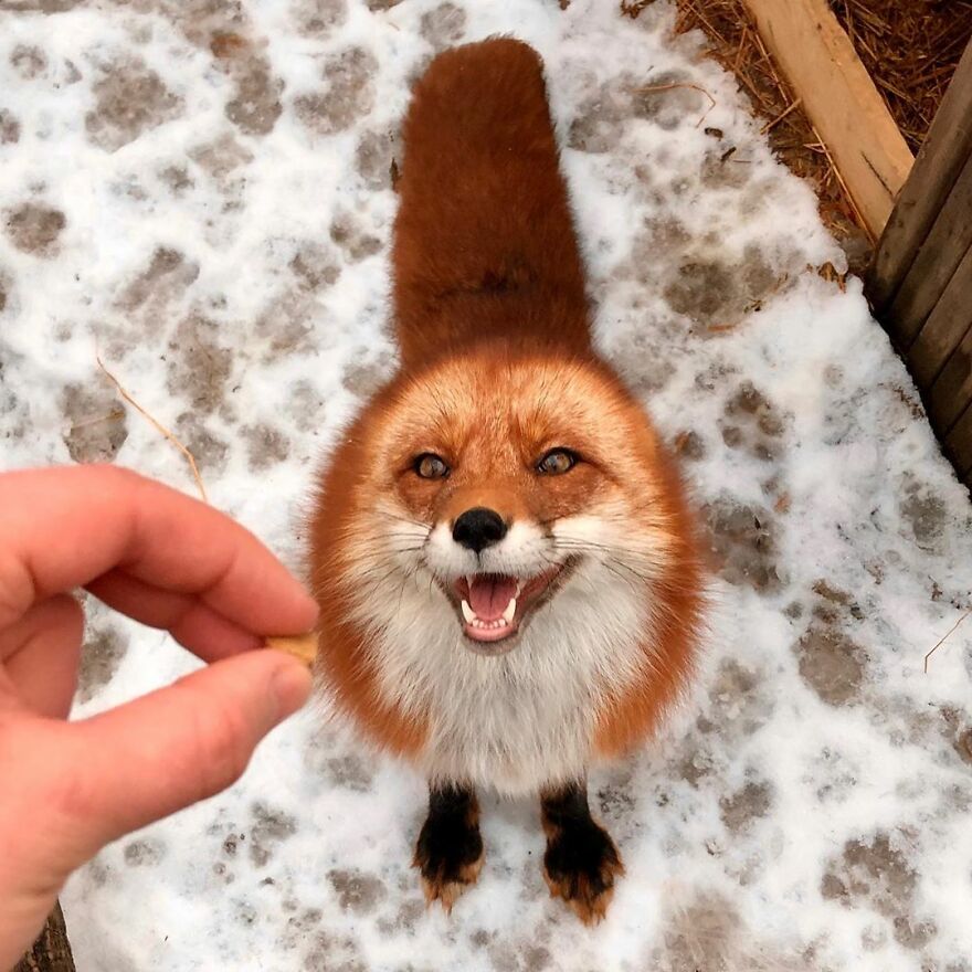 Man Saves Fox From Fur Farm And It Becomes His Most Loyal Friend