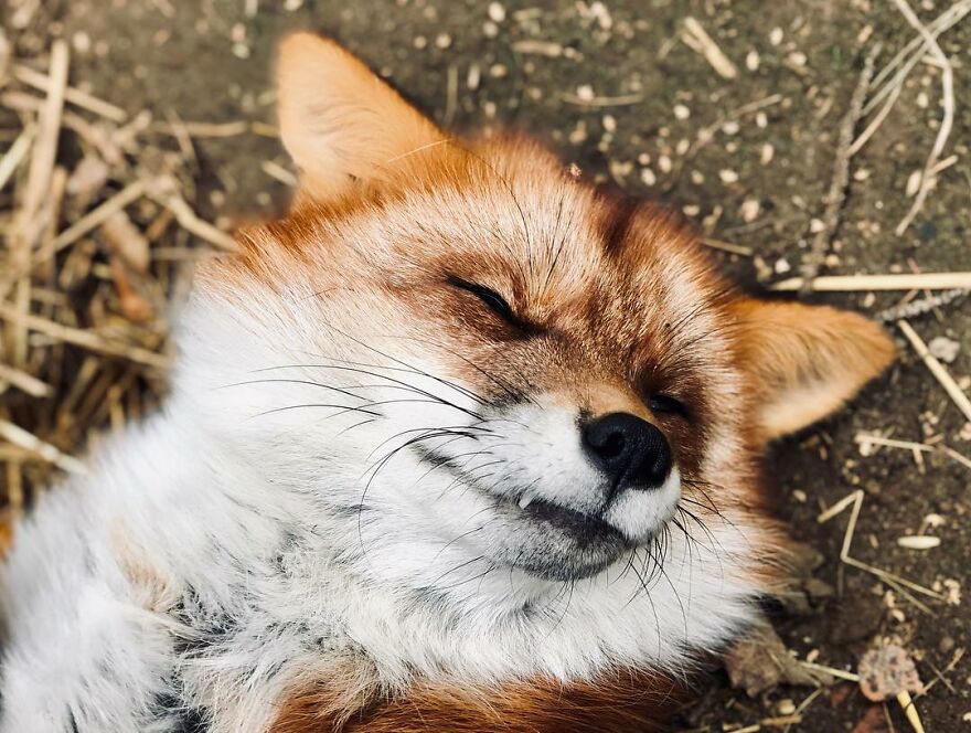 Man Saves Fox From Fur Farm And It Becomes His Most Loyal Friend