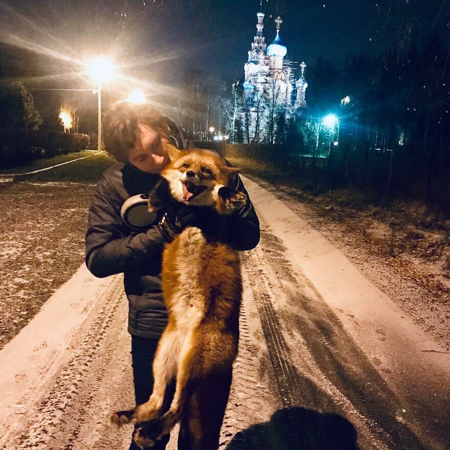 Man Saves Fox From Fur Farm And It Becomes His Most Loyal Friend